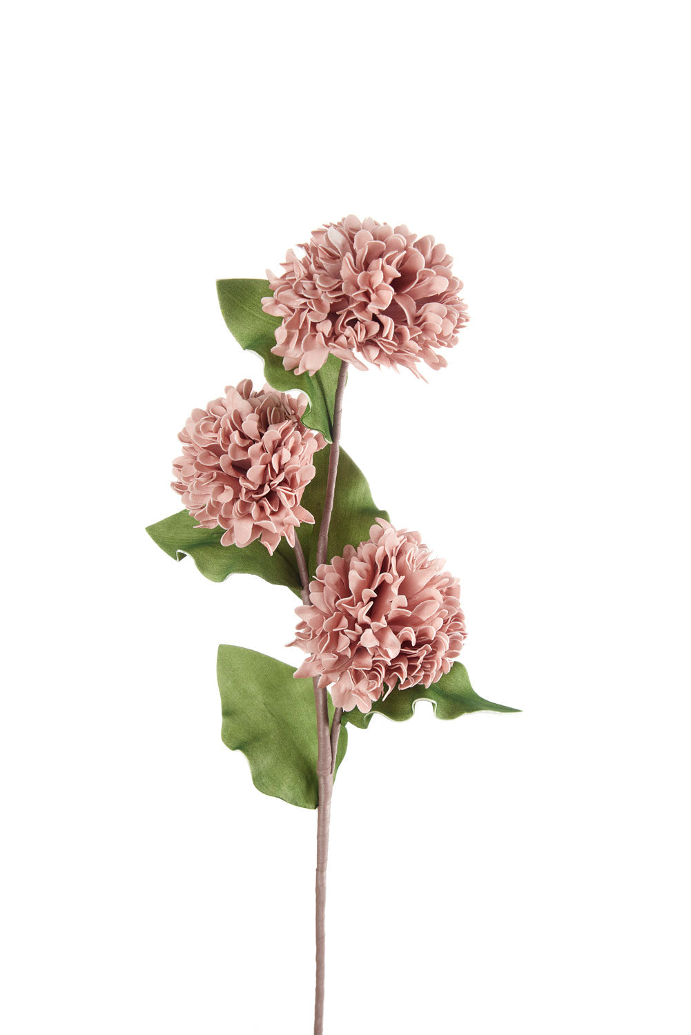 DALIA ROSA ANTICO