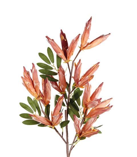 Anigozanthos L'Oca Nera - 1P222