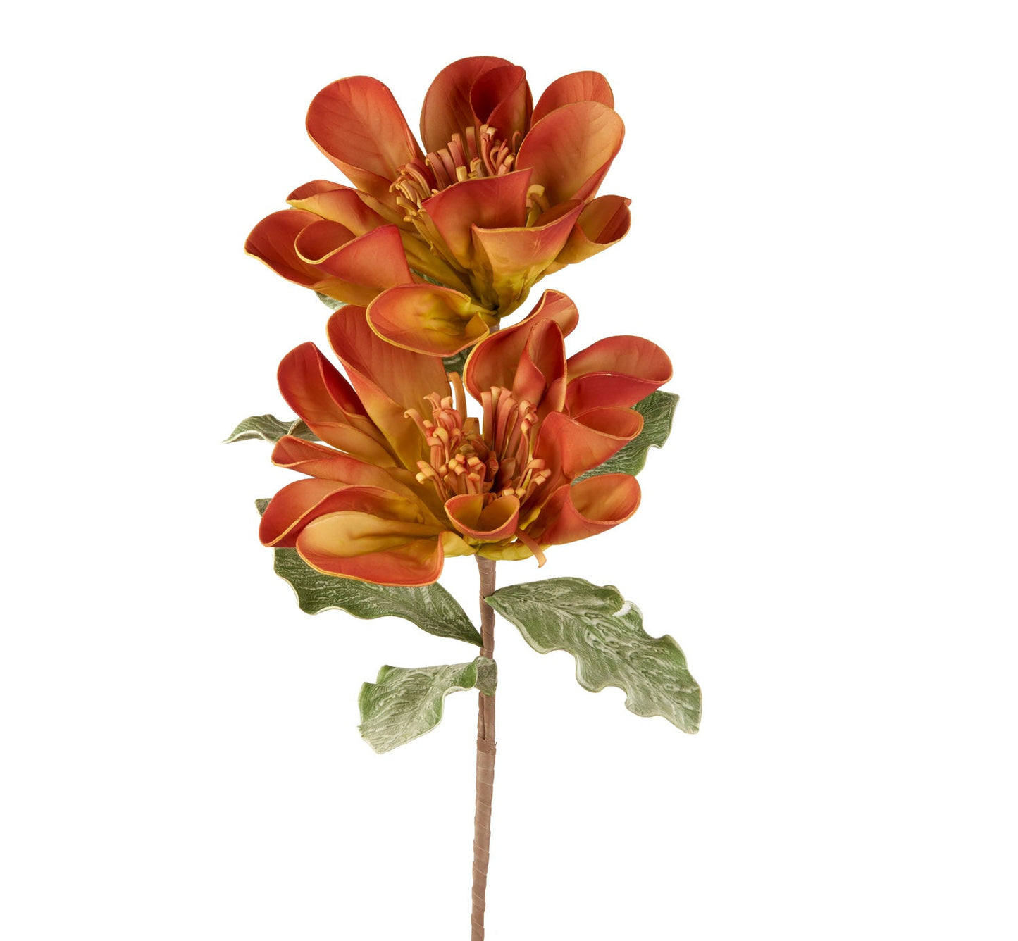 UVULARIA ARANCIONE
