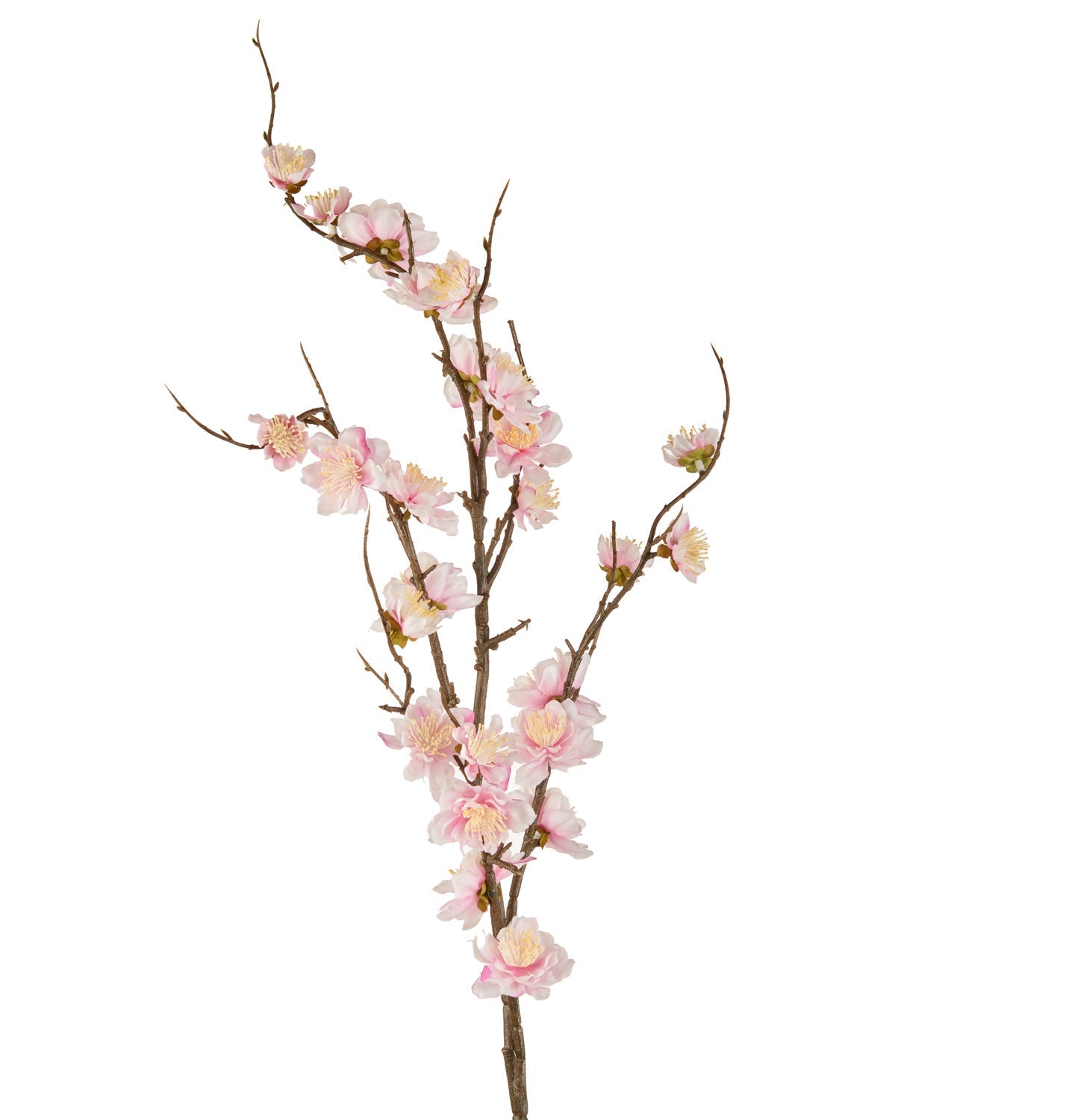 FIORI DI CILIEGIO