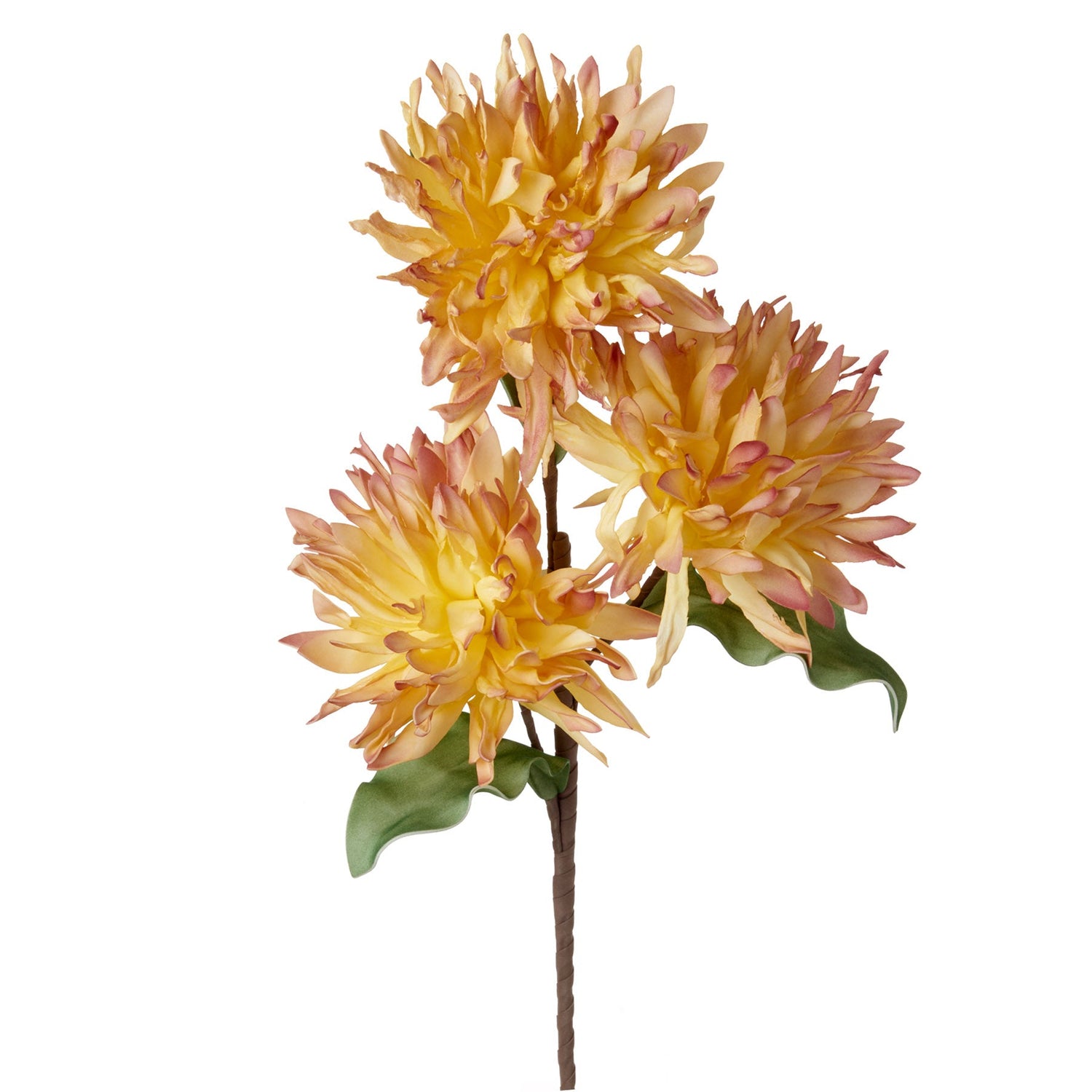 LYCORIS GIALLA