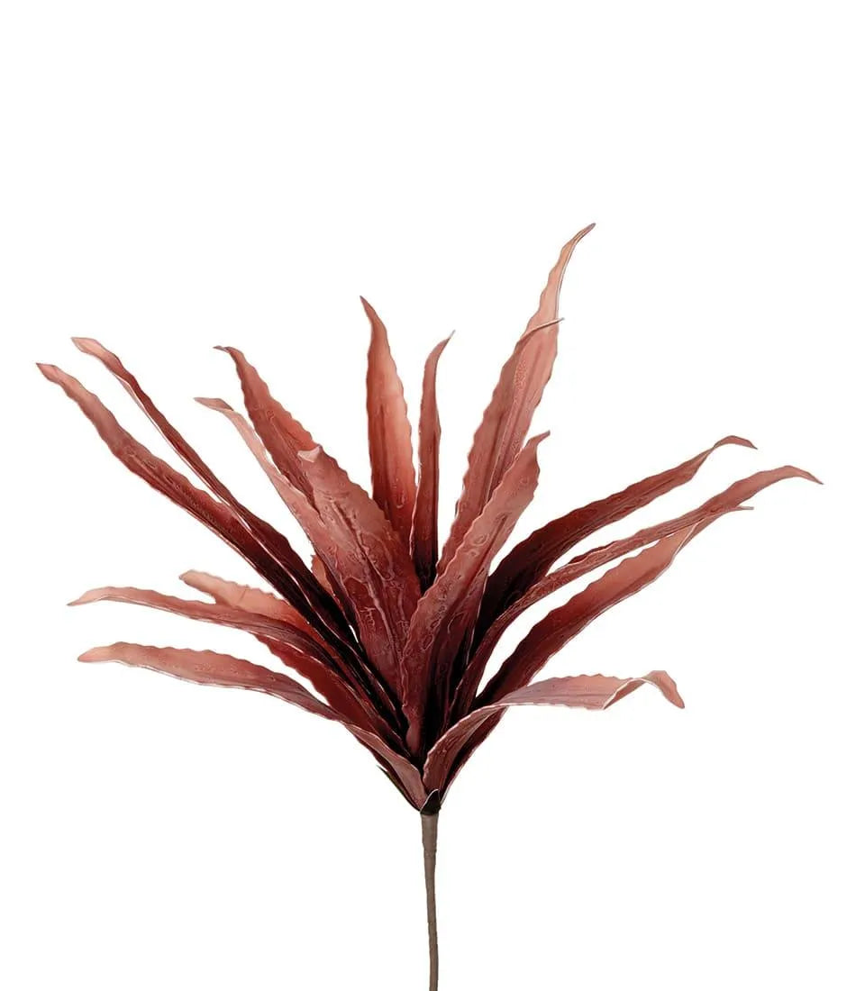 Agave rossa L'Oca Nera - 1P309