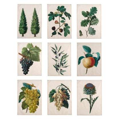 CANOVACCIO ASSORTITO